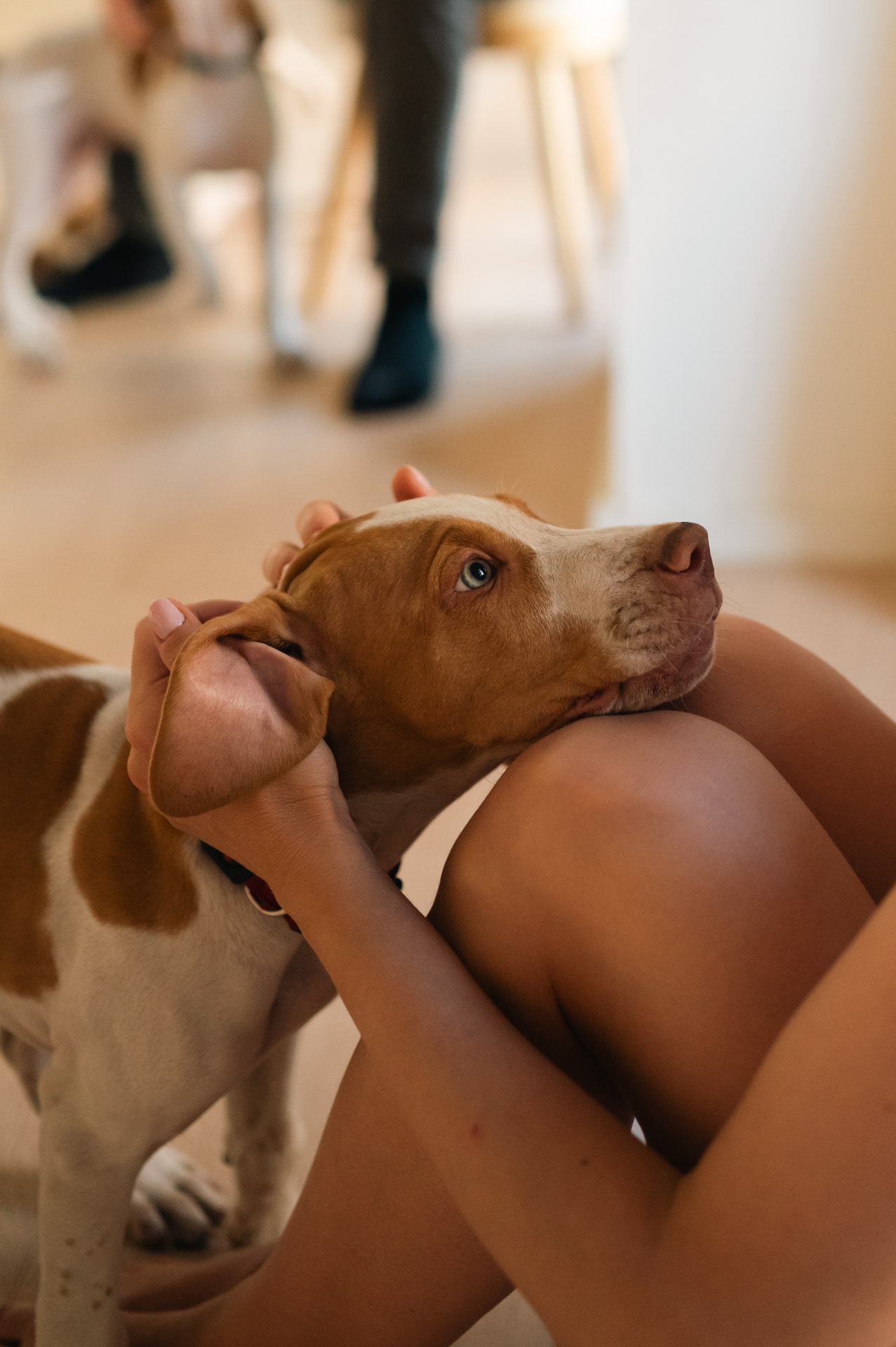 Rhodesian Ridgeback