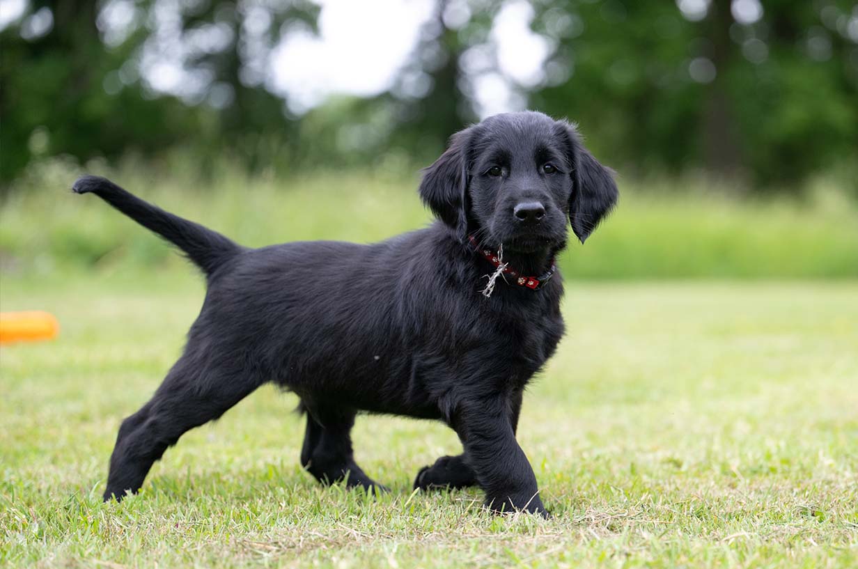 Flat coated retriever