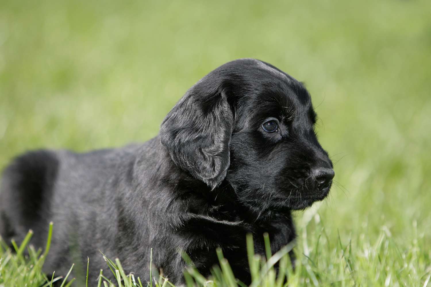 Flat coated retriever
