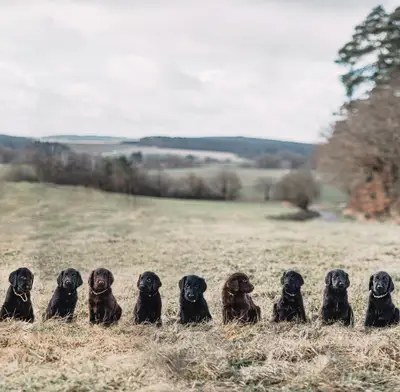 Flat coated retriever